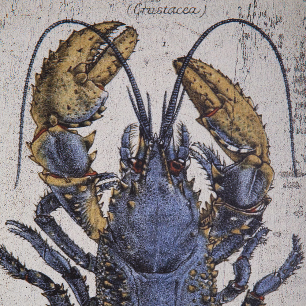 Scientific Blue Lobster Wall Decor - Bombay Mercantile