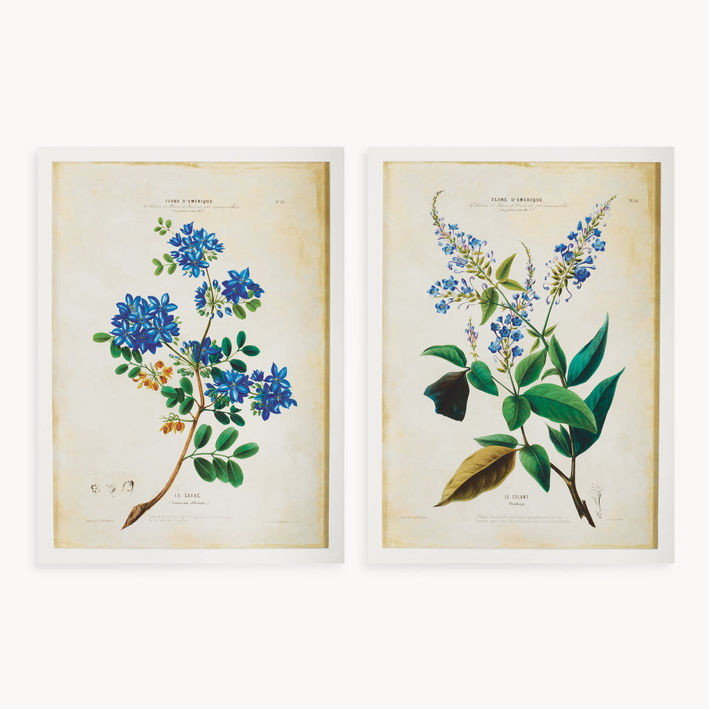 FLEURS D'AMERIQUE PRINTS, SET OF 2 - The Nifty Decor