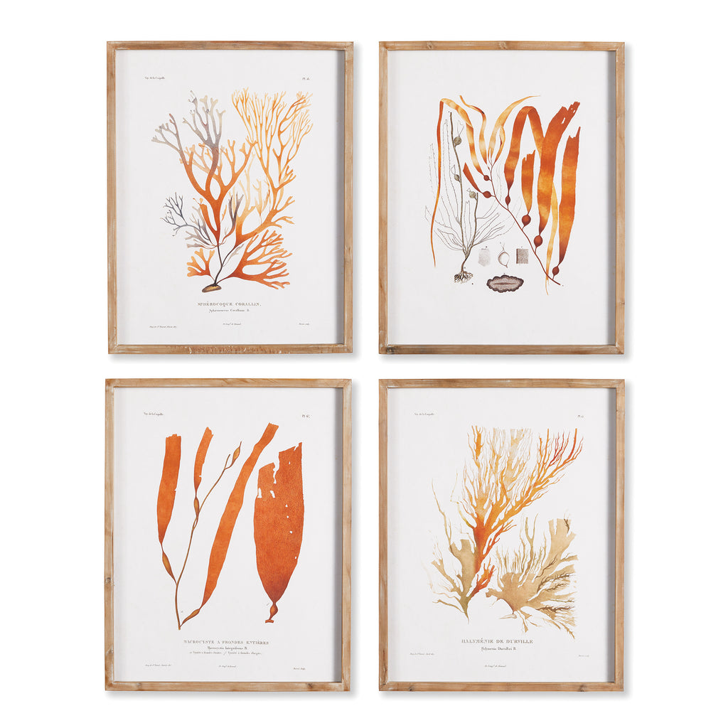 CORAL REEF STUDY, SET OF 4 - The Nifty Decor