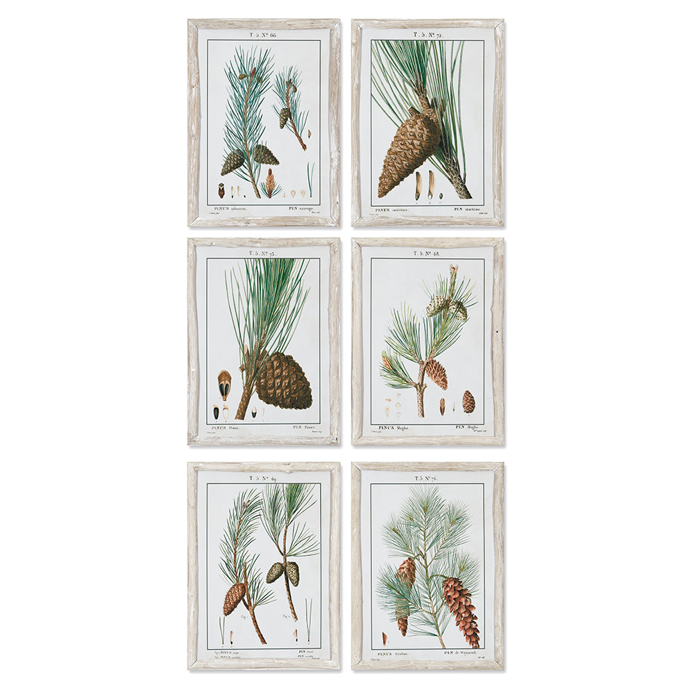 PINE STUDY, SET OF 6 - The Nifty Decor