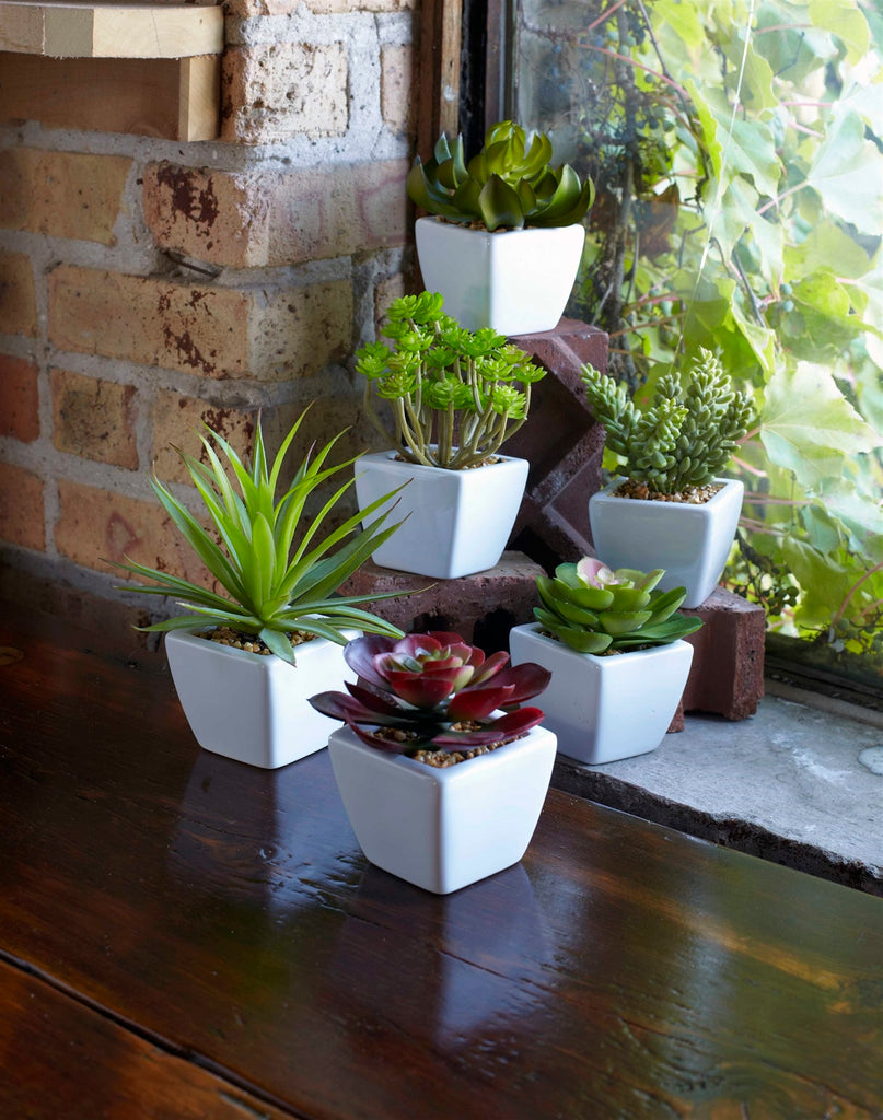 6 Set of Potted Succulents - The Nifty Decor