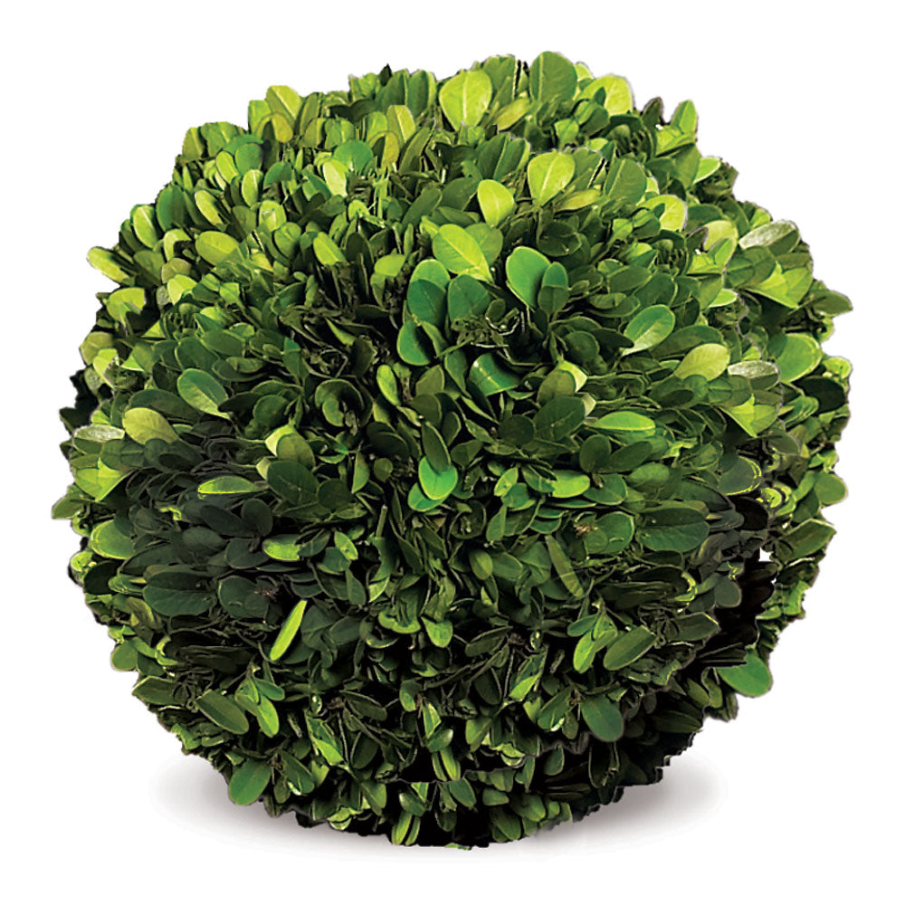 BOXWOOD BALL 8" - The Nifty Decor