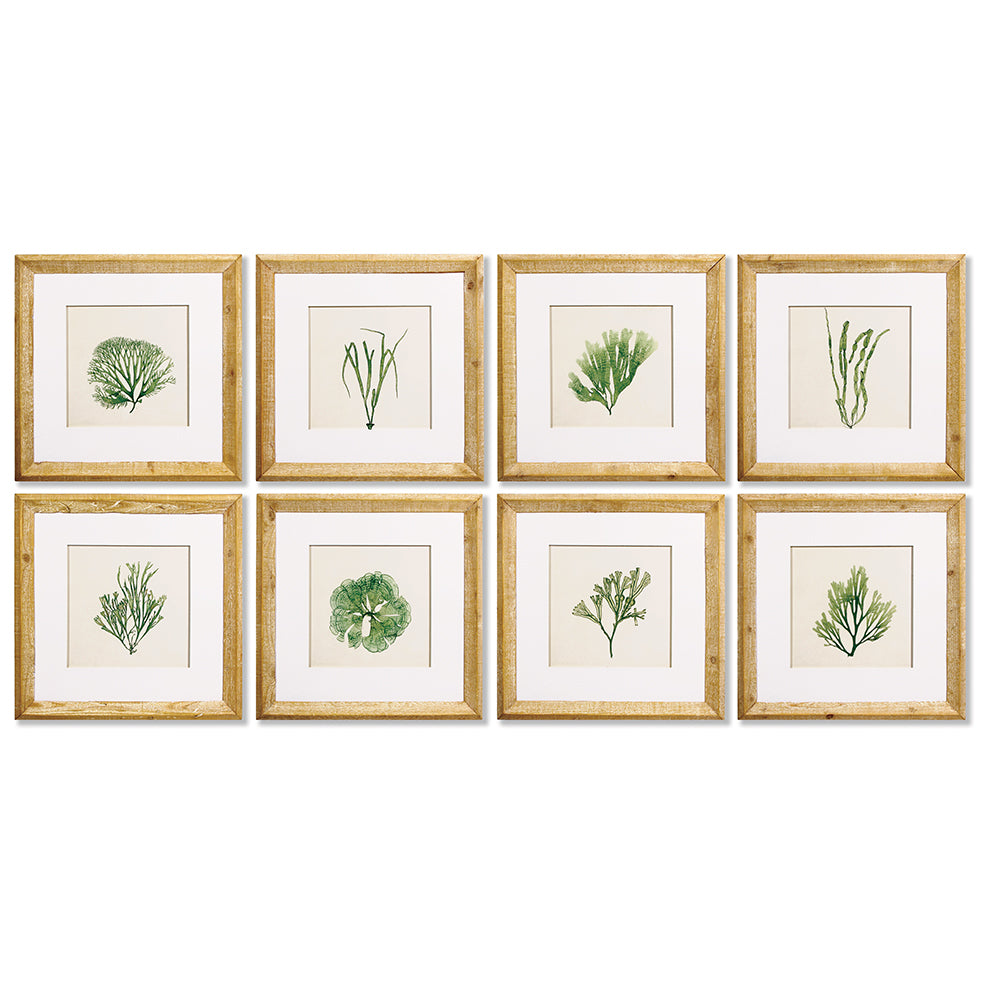 SEAWEED STUDY, SET OF 8 - The Nifty Decor