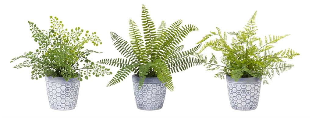 Set of 6 potted fern - The Nifty Decor