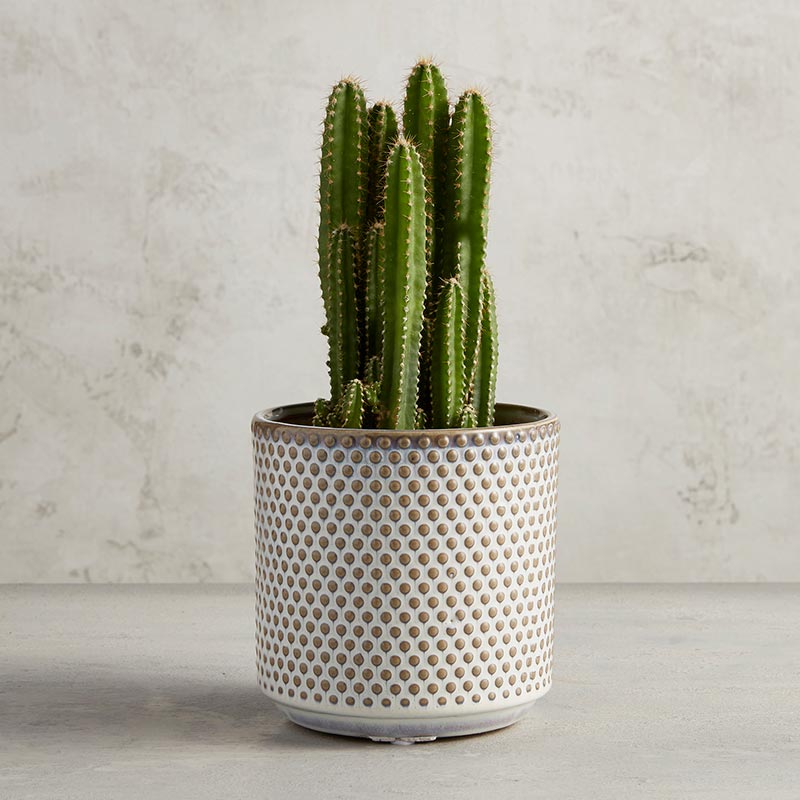 Dotted Planter Pot - Bombay Mercantile