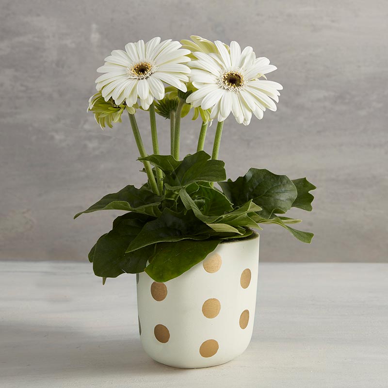 Golden Dots Flower Pot - Bombay Mercantile
