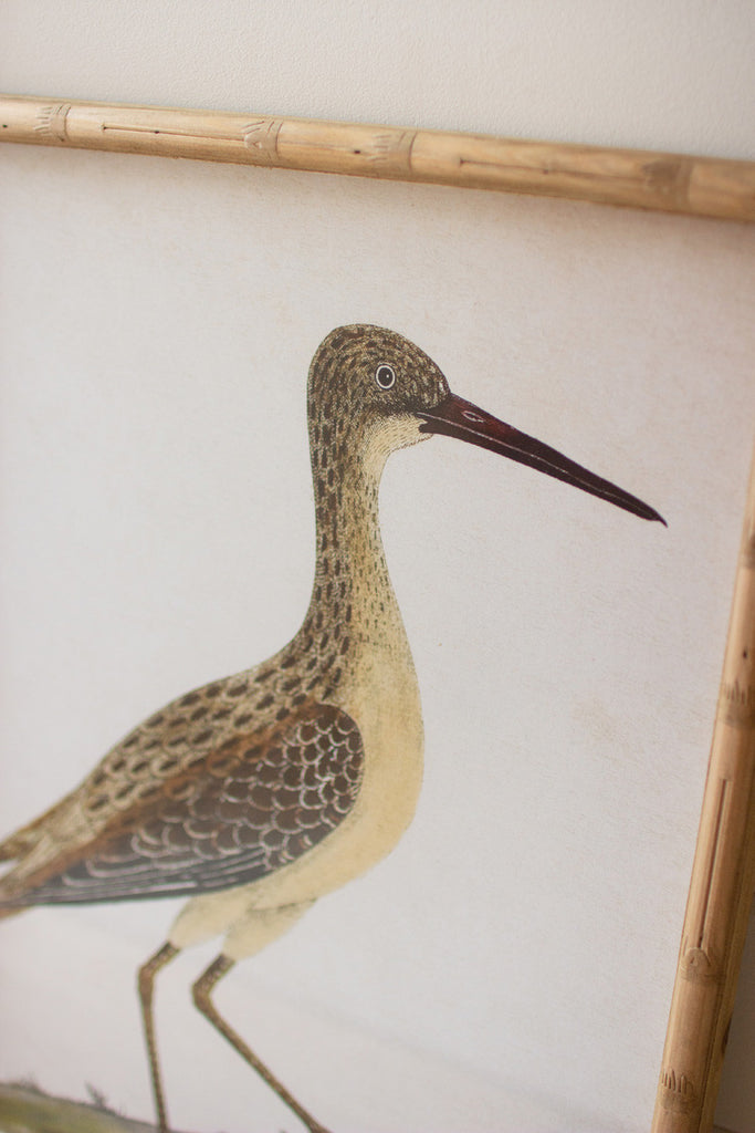 Set of 2 framed shorebirds under glass - Bombay Mercantile