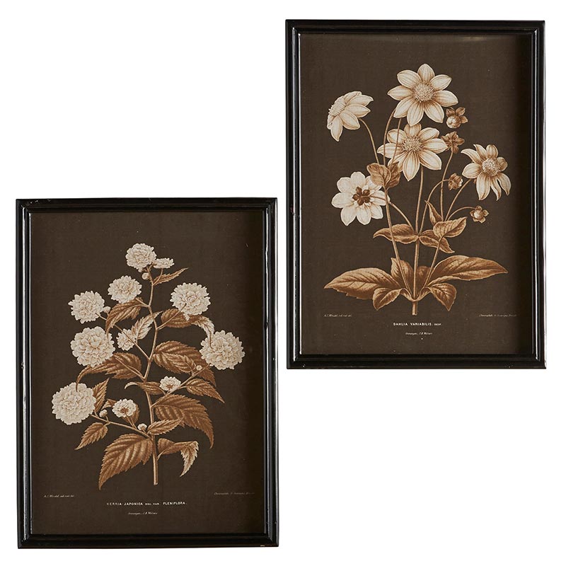 Framed Painting- Flower - Set of 2 - Bombay Mercantile
