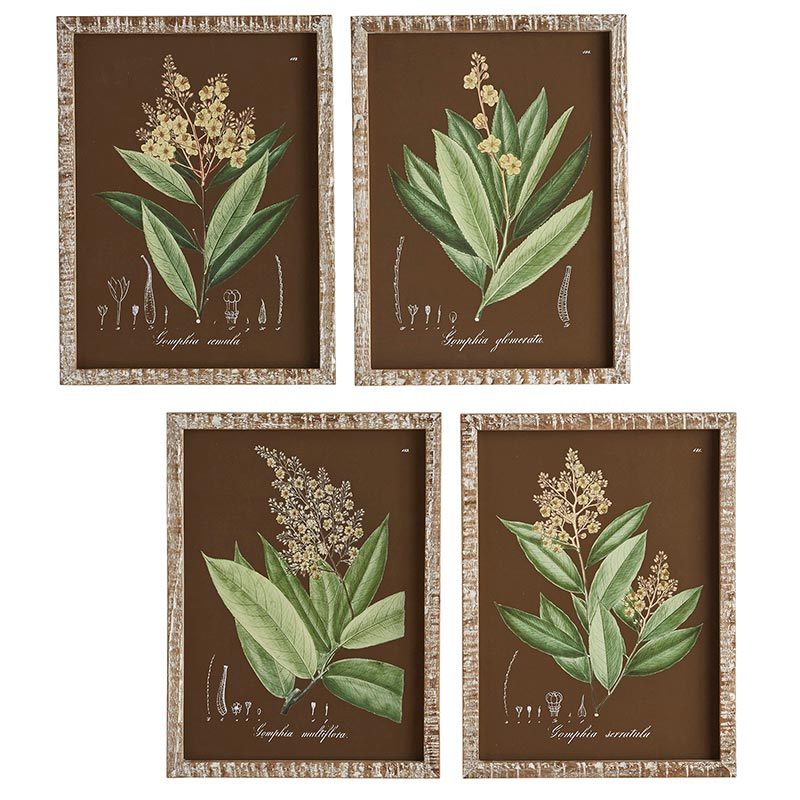Botanical Framed Art - Set of 4 - Bombay Mercantile