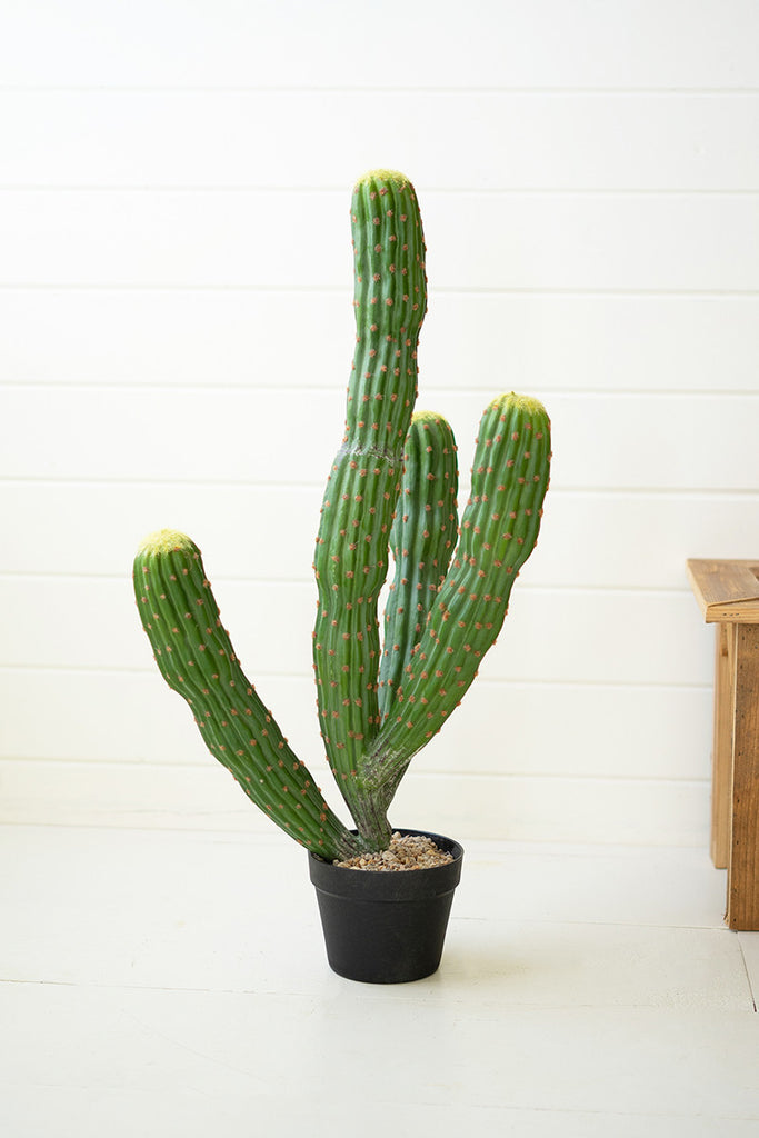 Multi trunk cactus - The Nifty Decor