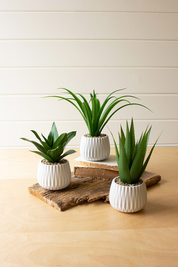 Set of 3 succulents in ceramic pots - The Nifty Decor