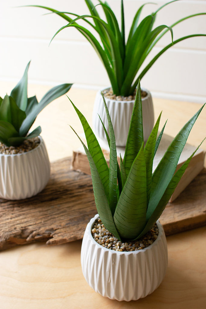 Set of 3 succulents in ceramic pots - The Nifty Decor