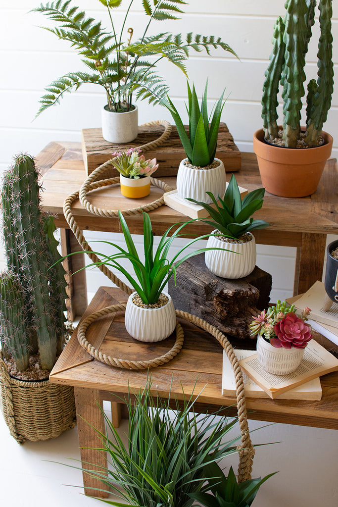 Set of 3 succulents in ceramic pots - The Nifty Decor