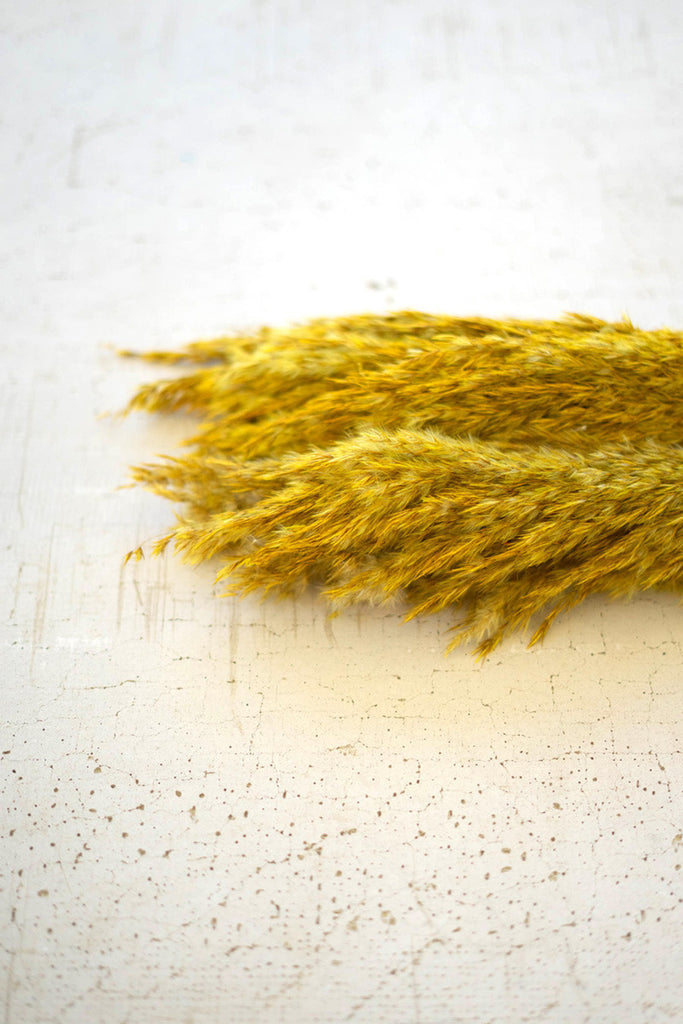 Bundle of 12 mustard pampas grass - Bombay Mercantile