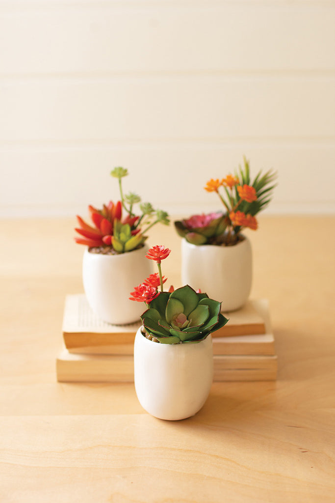 Succulent in white pot, set of 3 - The Nifty Decor