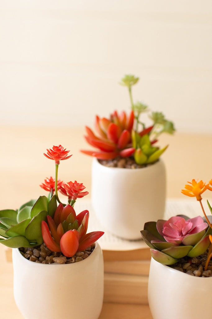 Succulent in white pot, set of 3 - The Nifty Decor