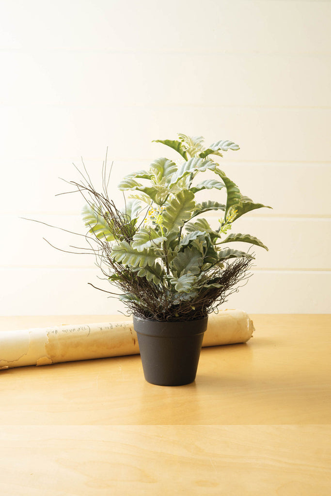 Artificial dusty miller plant in a black pot - Bombay Mercantile