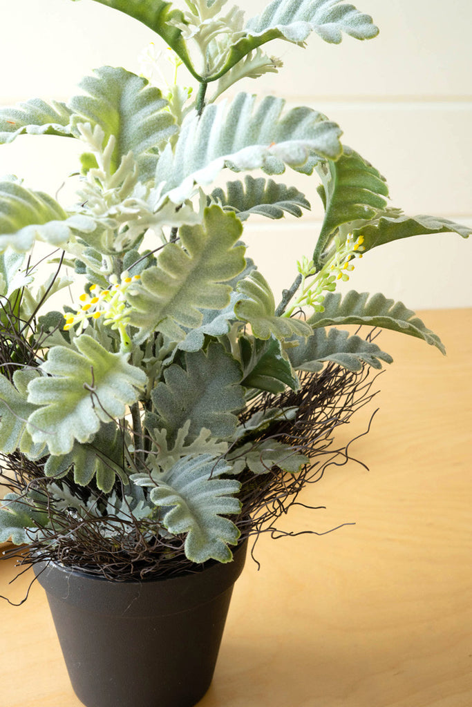 Artificial dusty miller plant in a black pot - Bombay Mercantile