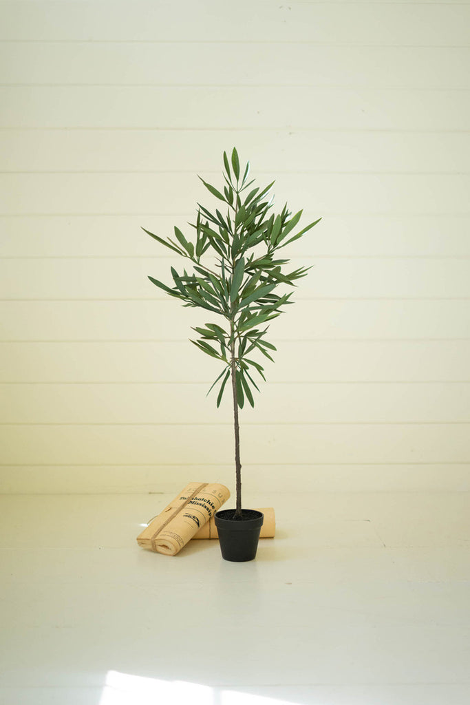 Eucalyptus tree in a black pot - Bombay Mercantile