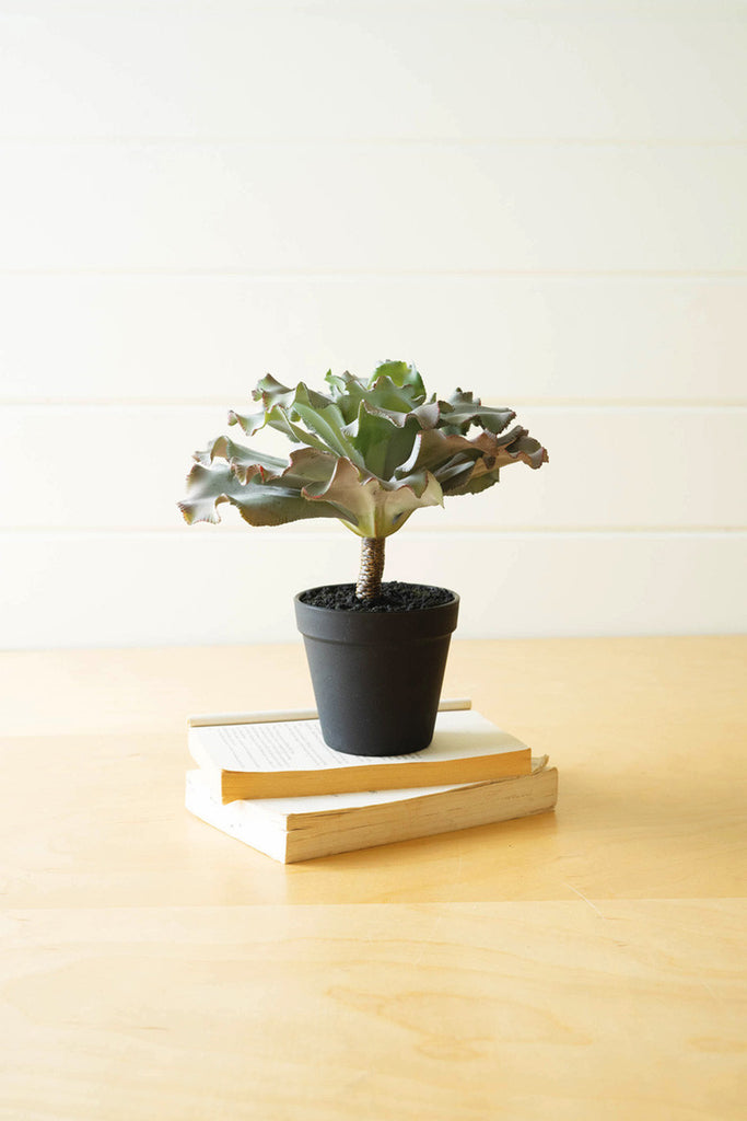 Artificial succulent in a black pot - Bombay Mercantile