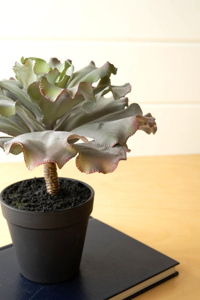 Artificial succulent in a black pot - Bombay Mercantile