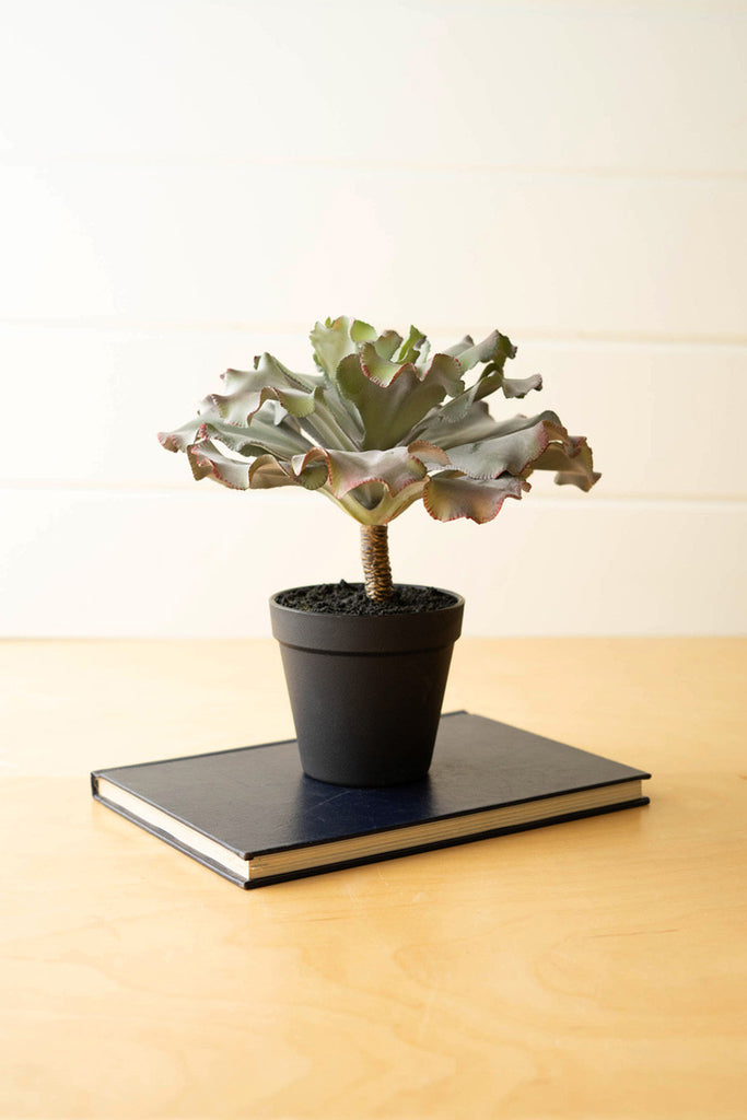 Artificial succulent in a black pot - Bombay Mercantile