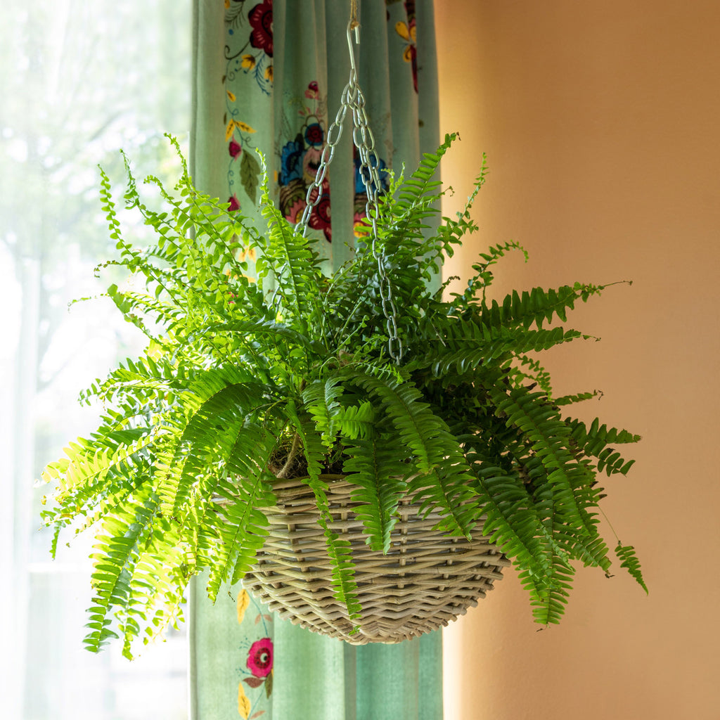 Rattan Hanging Planter Large - Bombay Mercantile