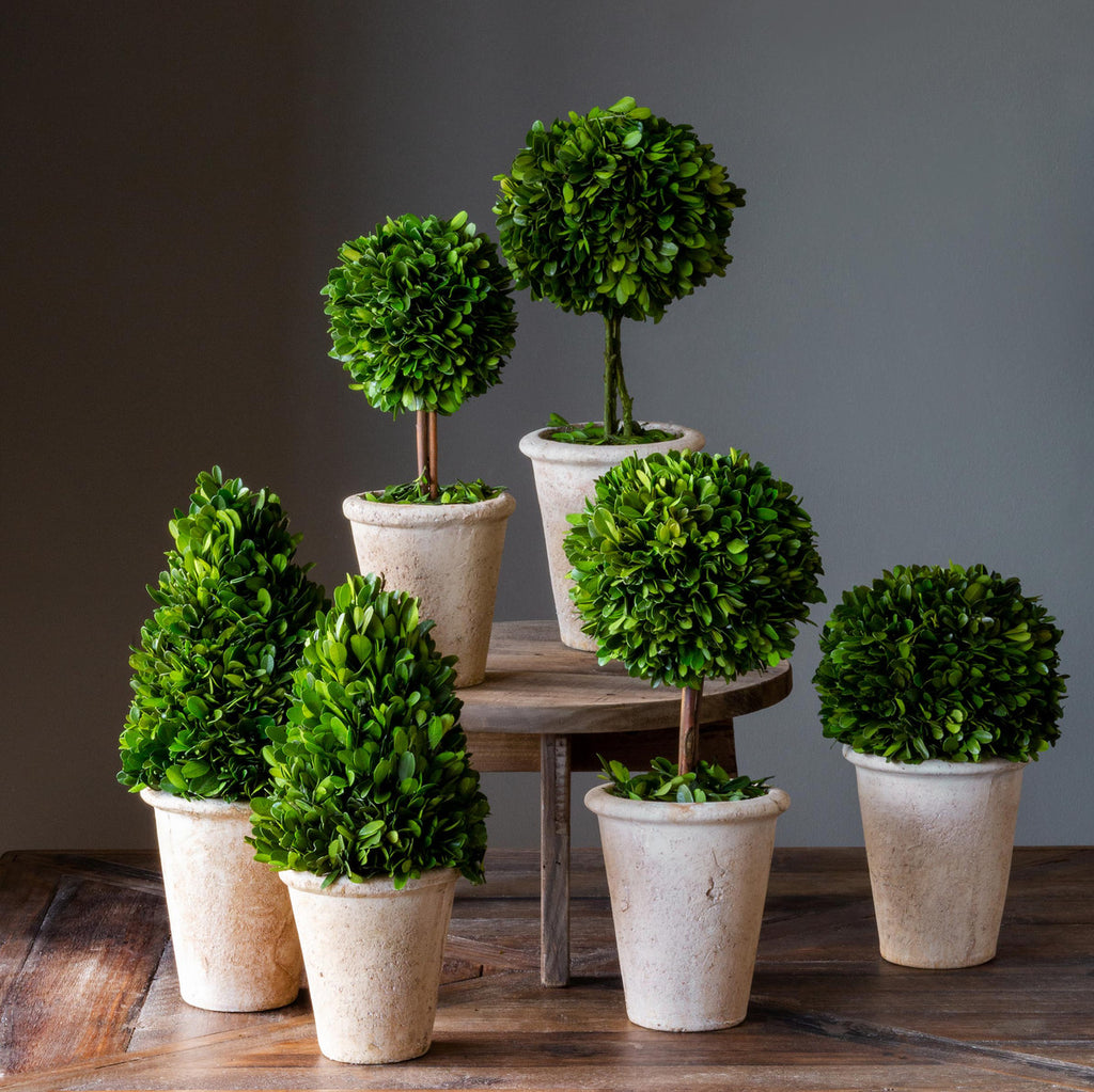 Collection of Boxwood Topiaries, set of 6 - Bombay Mercantile