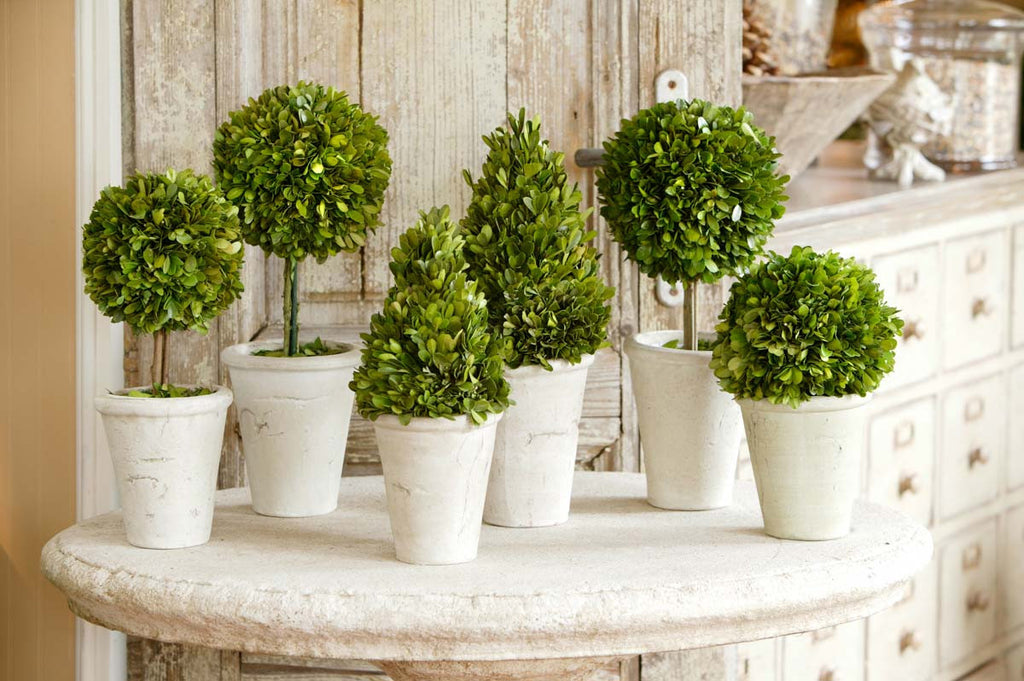 Collection of Boxwood Topiaries, set of 6 - Bombay Mercantile