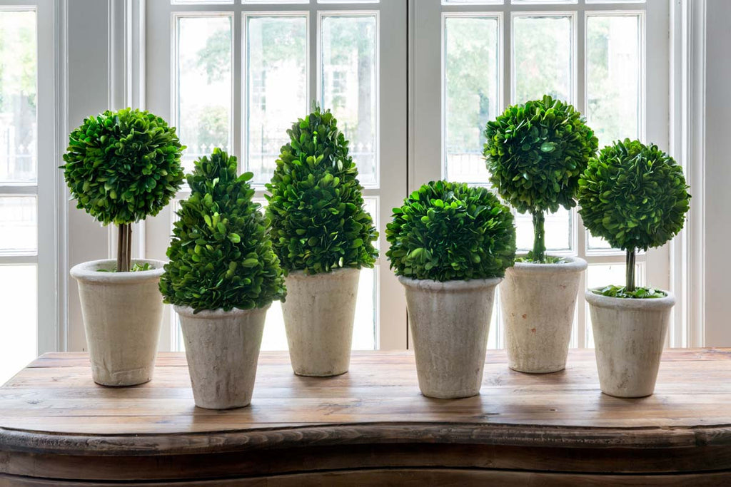 Collection of Boxwood Topiaries, set of 6 - Bombay Mercantile