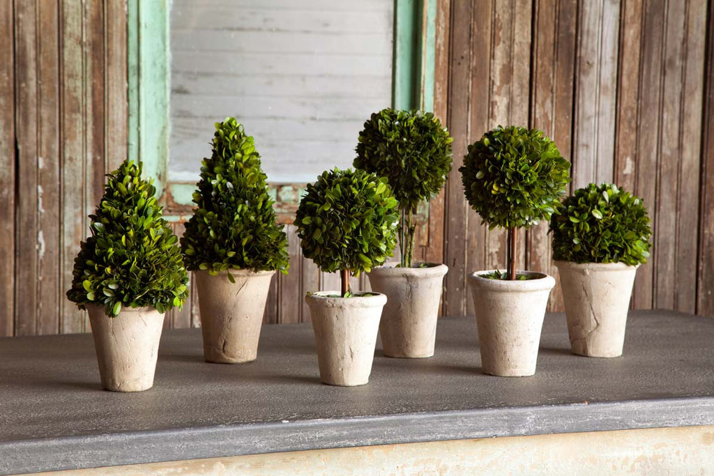 Collection of Boxwood Topiaries, set of 6 - Bombay Mercantile