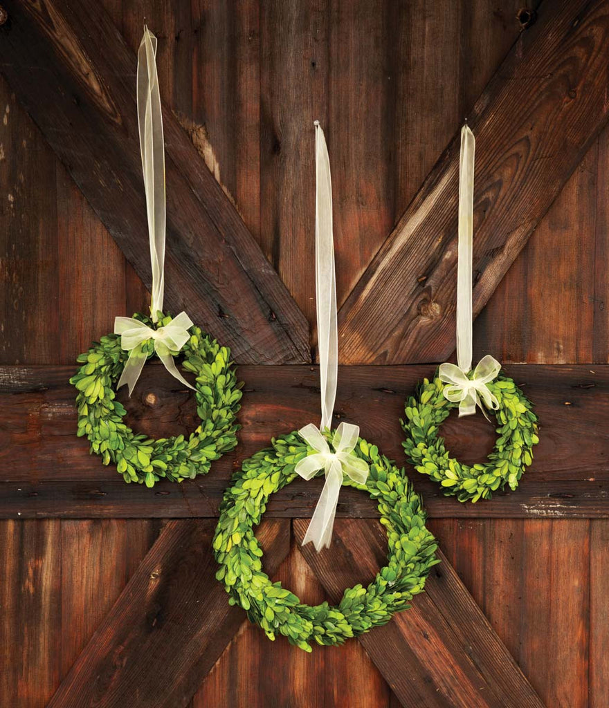 Preserved Boxwood Wreaths with Ivory Ribbon - Bombay Mercantile