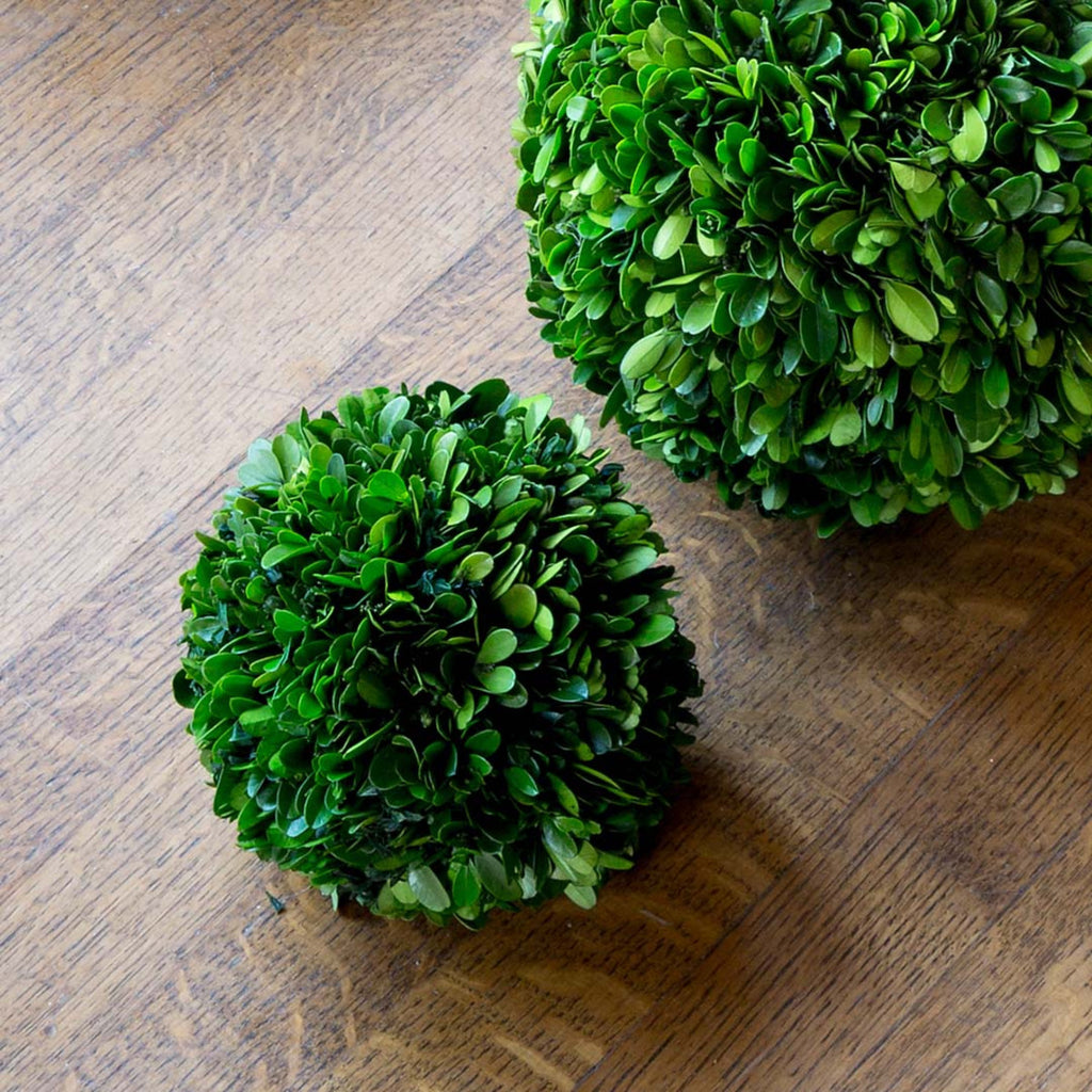 Preserved Boxwood Ball - Bombay Mercantile