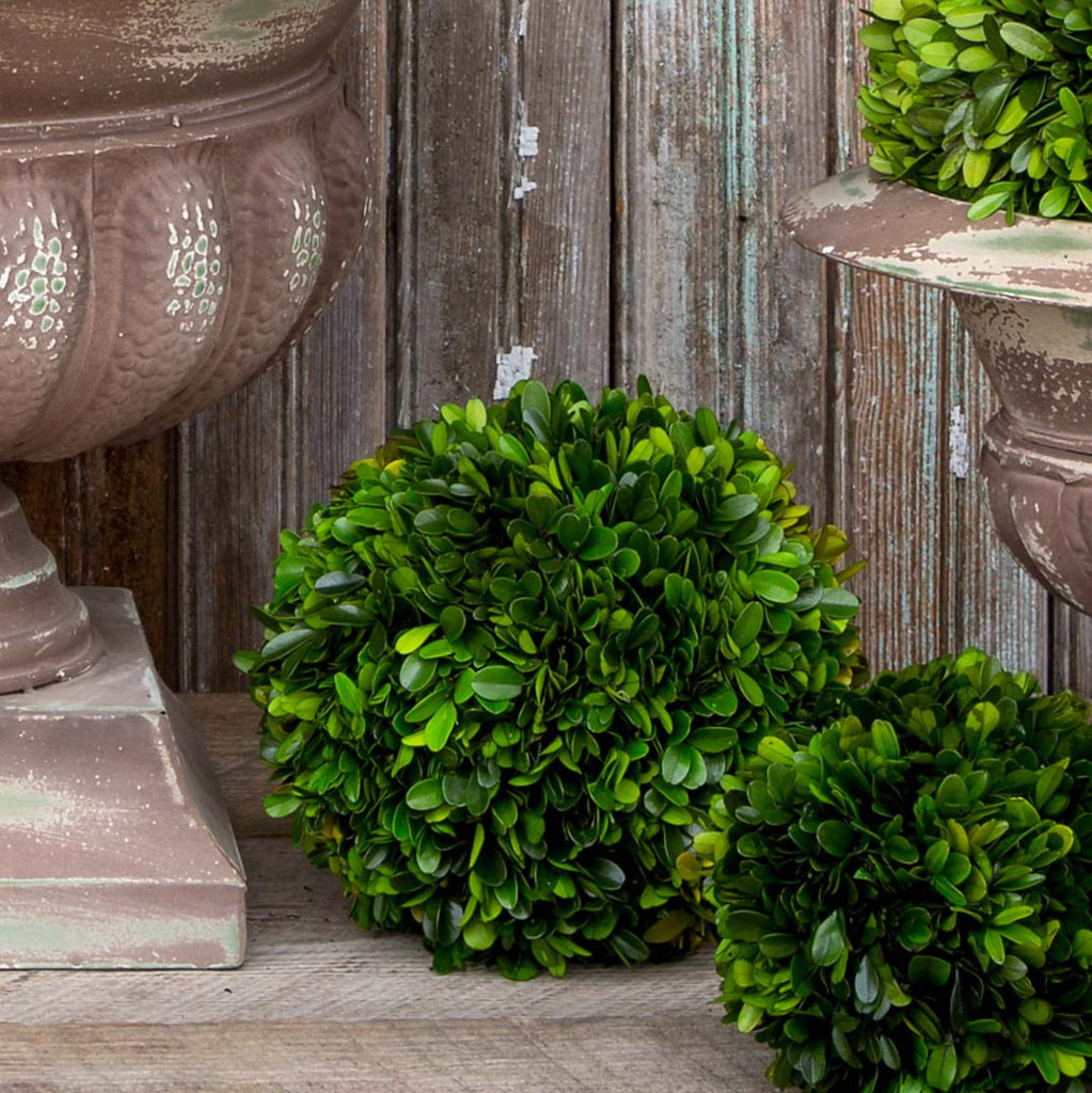 Preserved Boxwood Ball - Bombay Mercantile