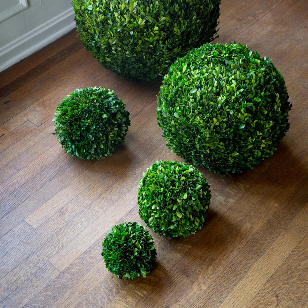 Preserved Boxwood Ball - Bombay Mercantile