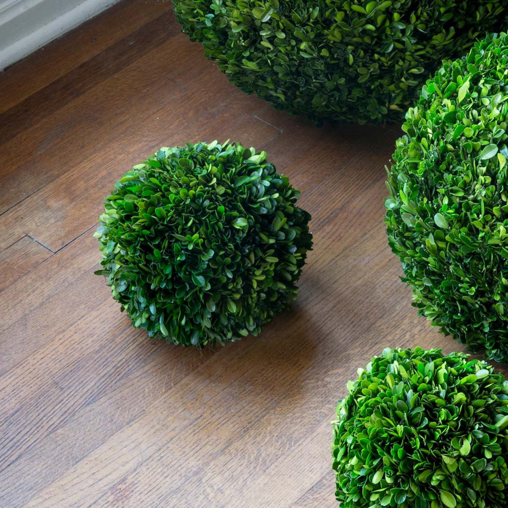 Preserved Boxwood Ball - Bombay Mercantile