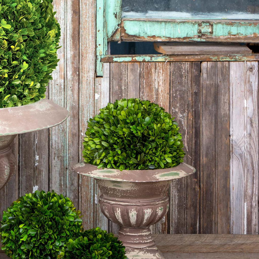 Preserved Boxwood Ball - Bombay Mercantile