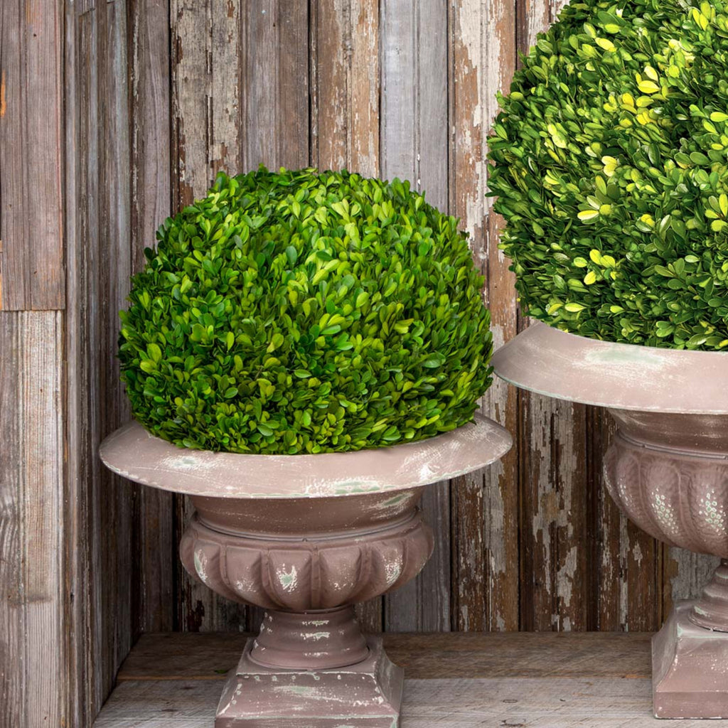 Preserved Boxwood Ball - Bombay Mercantile