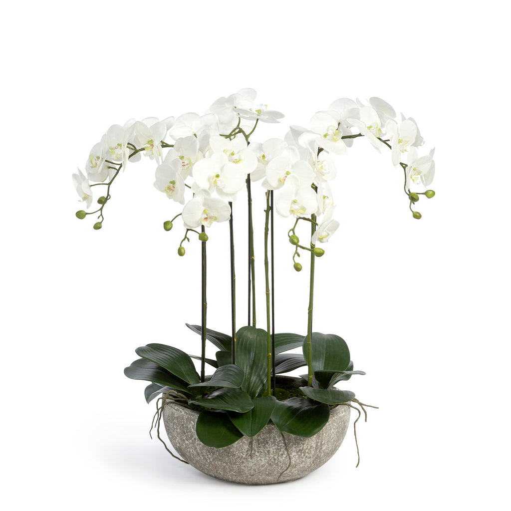 Phalaenopsis Orchid Plant in Concrete Bowl - Bombay Mercantile