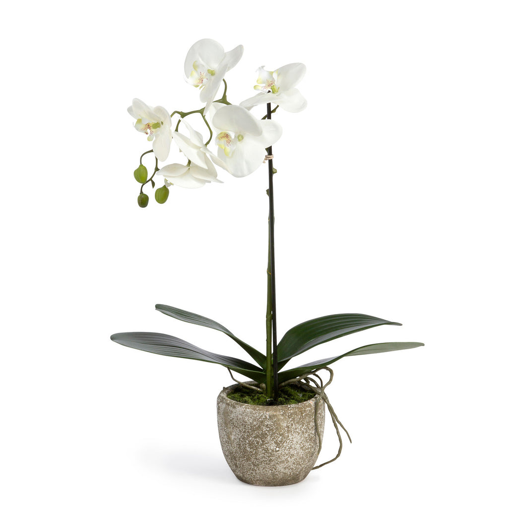 Phalaenopsis Orchid Plant in Concrete Pot - Bombay Mercantile