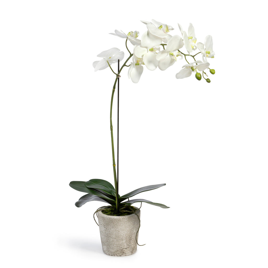 Phalaenopsis Orchid Plant in Concrete Pot - Bombay Mercantile