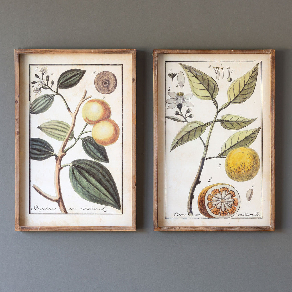 Botanical Study Citrus Prints, 2 Assorted Styles - The Nifty Decor