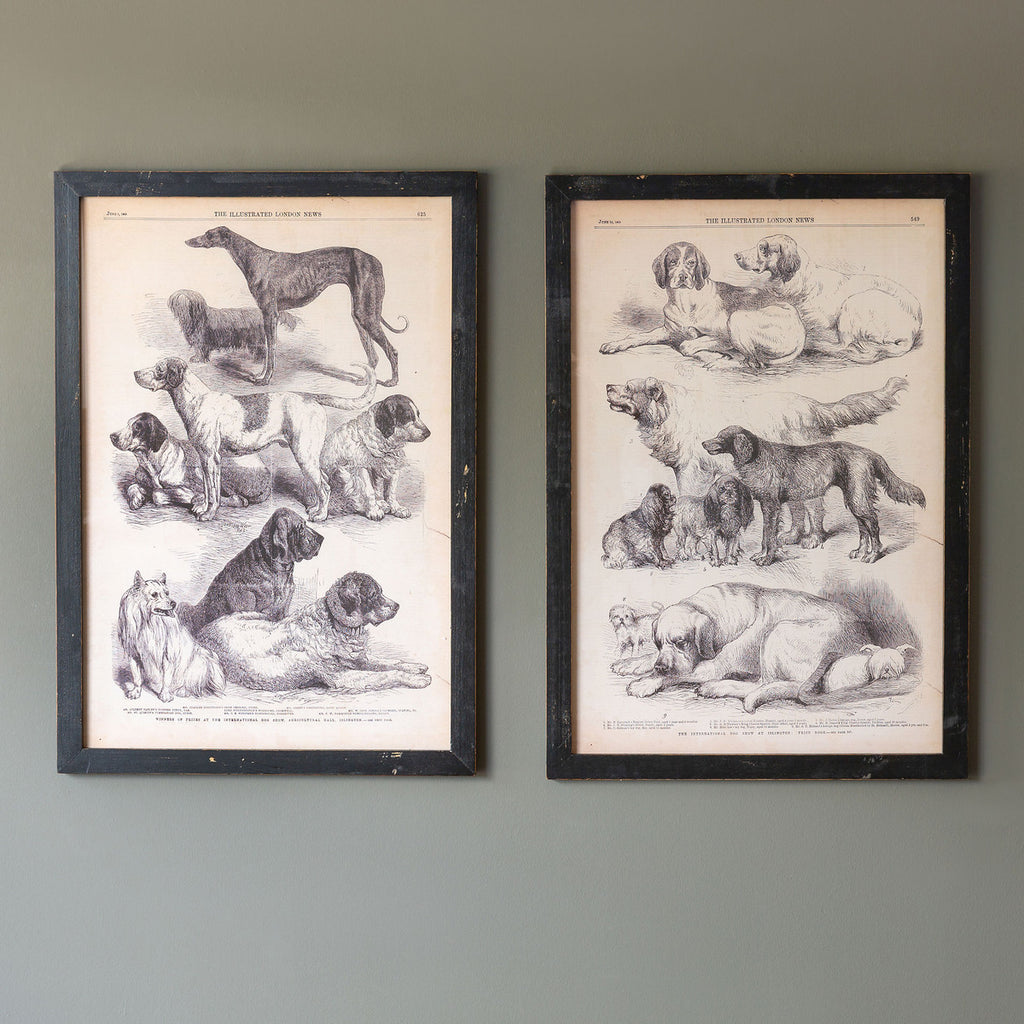 Canine Species Sepia Prints - Bombay Mercantile