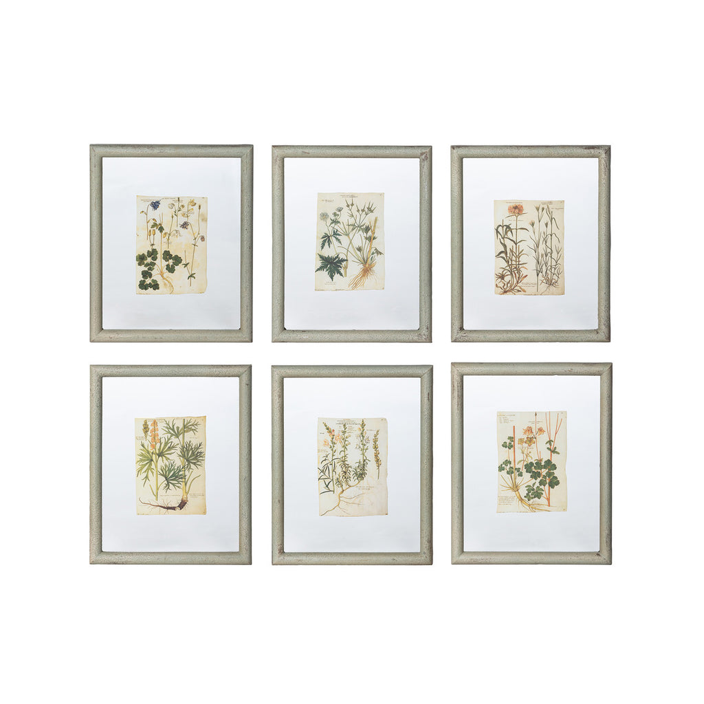 Floating Framed Botanical Prints, 6 Assorted Styles - Bombay Mercantile