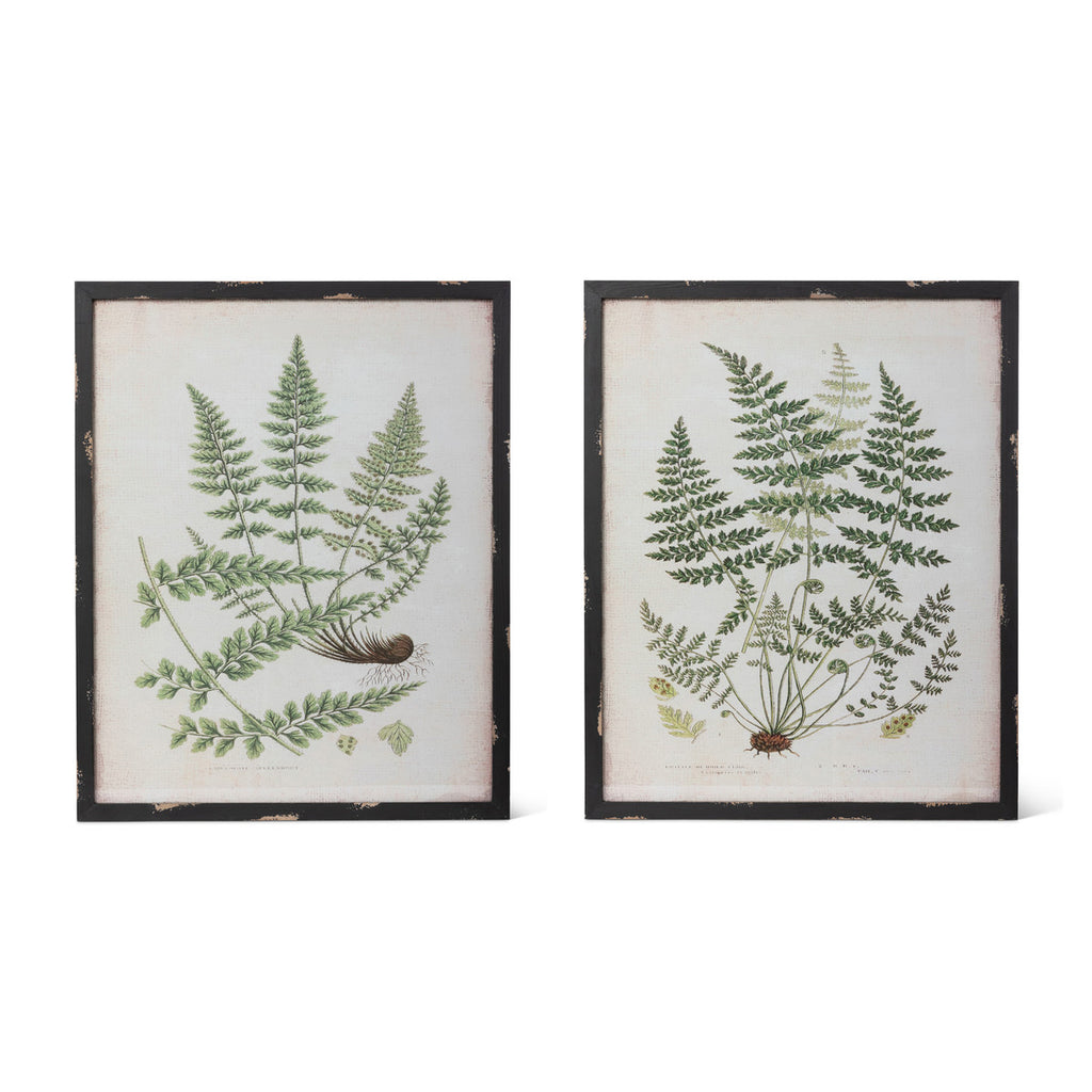 Botanical Study Fern Prints, 2 Assorted Styles - Bombay Mercantile