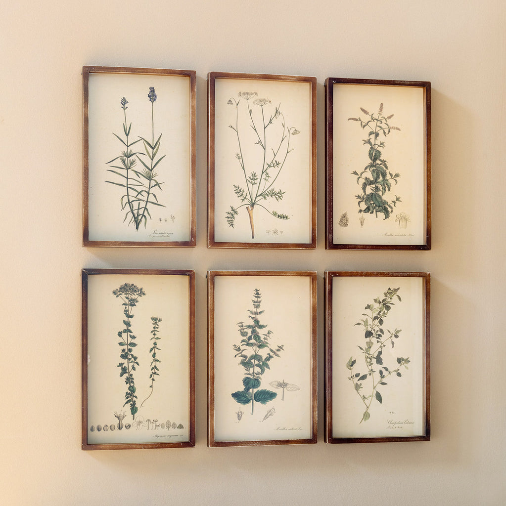 Collected Botanical Framed Prints, Set of 6 - The Nifty Decor
