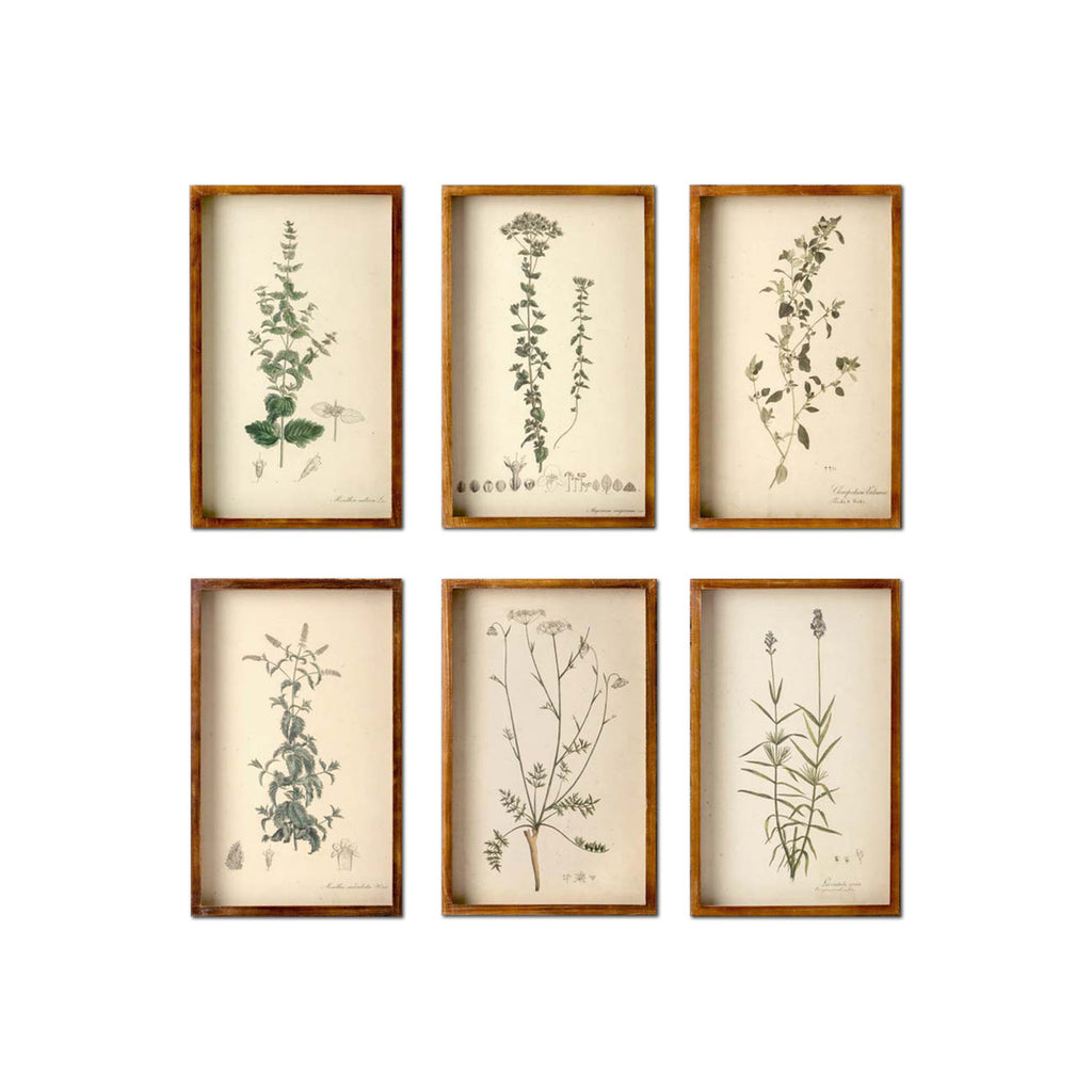 Collected Botanical Framed Prints, Set of 6 - Bombay Mercantile
