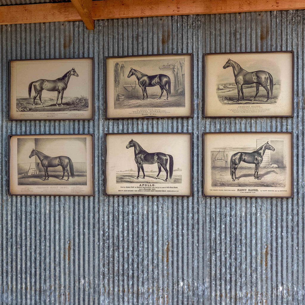 Prized Race Horse Framed Prints, 6 Assorted Styles - The Nifty Decor