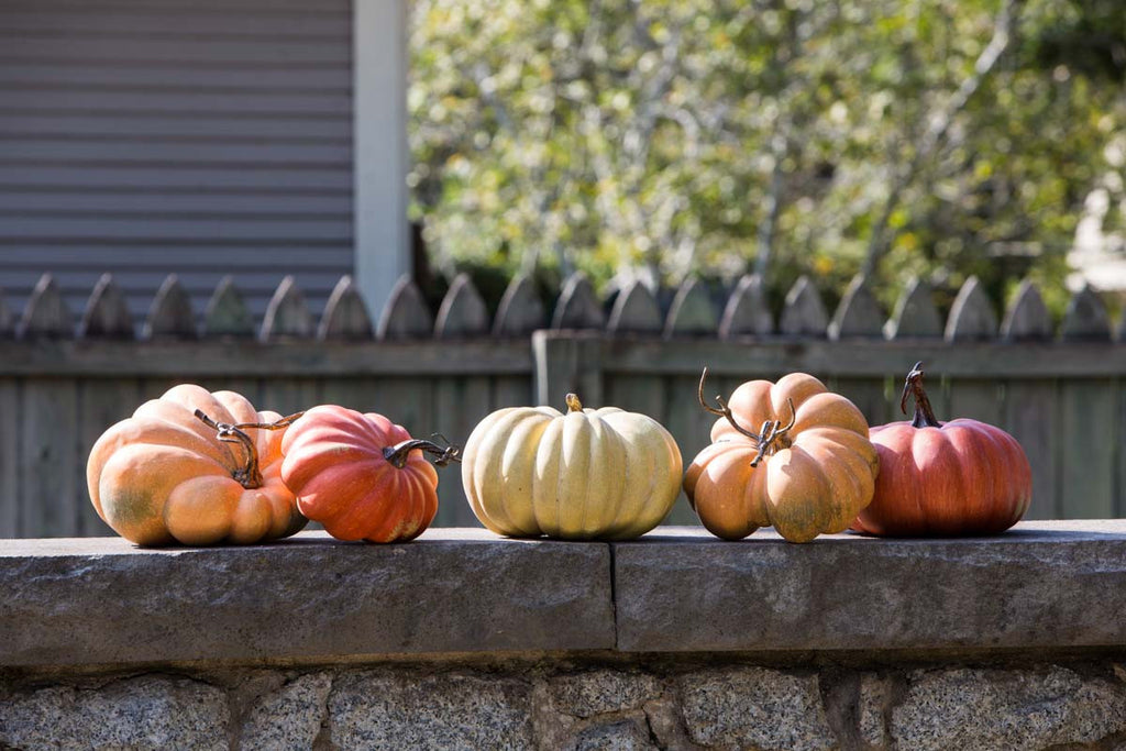 Kentucky Field Pumpkin Collection - Bombay Mercantile