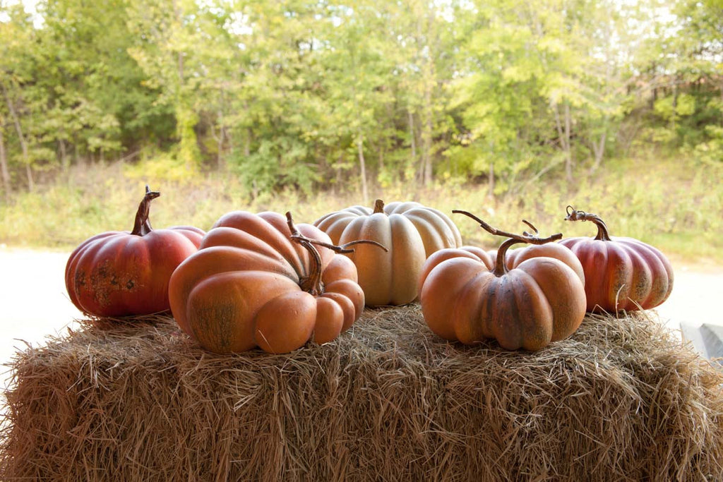 Kentucky Field Pumpkin Collection - Bombay Mercantile